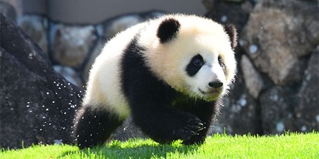 お昼寝中のパンダの写真